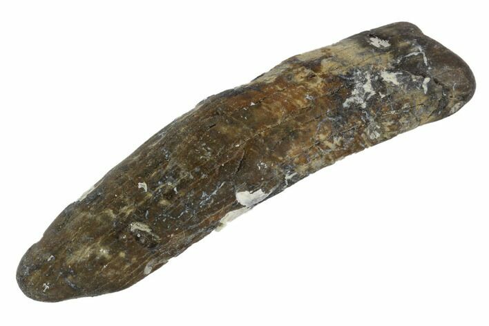 Fossil Pygmy Sperm Whale (Kogiopsis) Tooth #90421